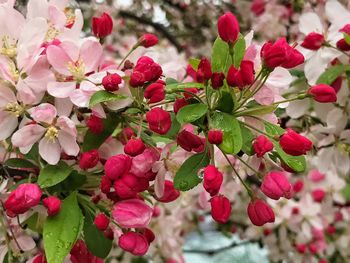 Close-up of pink flowers