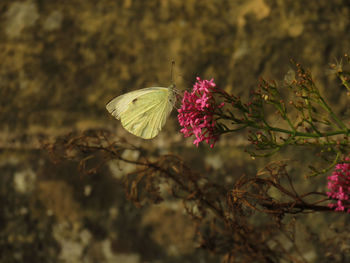 Close-up of butterfly on pink flower