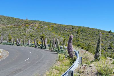 Road by plants against clear blue sky