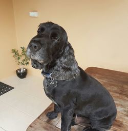 Portrait of dog sitting at home