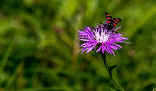Close-up of butterfly pollinating on purple flower