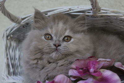 Close-up portrait of cat