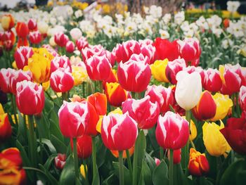 Close-up of tulips in field