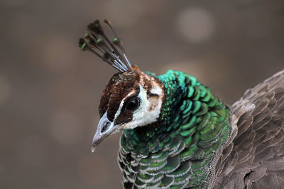 Close-up of a peacock