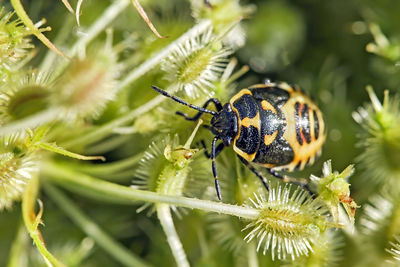 Close-up of insect on plant
