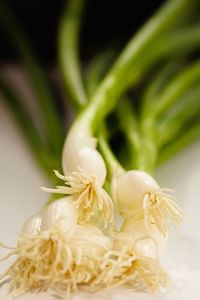 Close-up of scallion