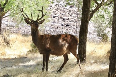 Deer standing on tree trunk