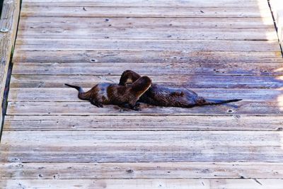 Lizard on wood