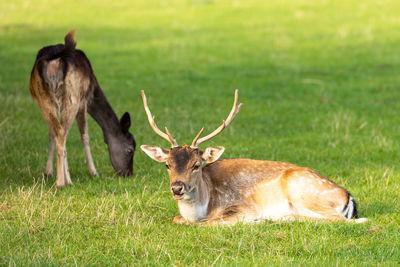 Deer in a field