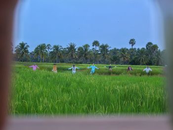 Scenic view of agricultural field against clear sky