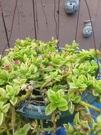 High angle view of plants