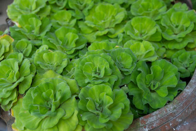 High angle view of succulent plant