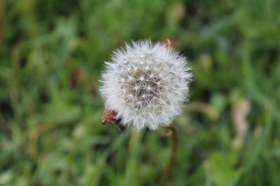 Close-up of dandelion