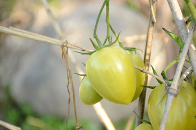 Close-up of fruit growing on tree