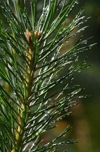 Close-up of pine tree