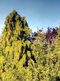 Low angle view of trees against sky