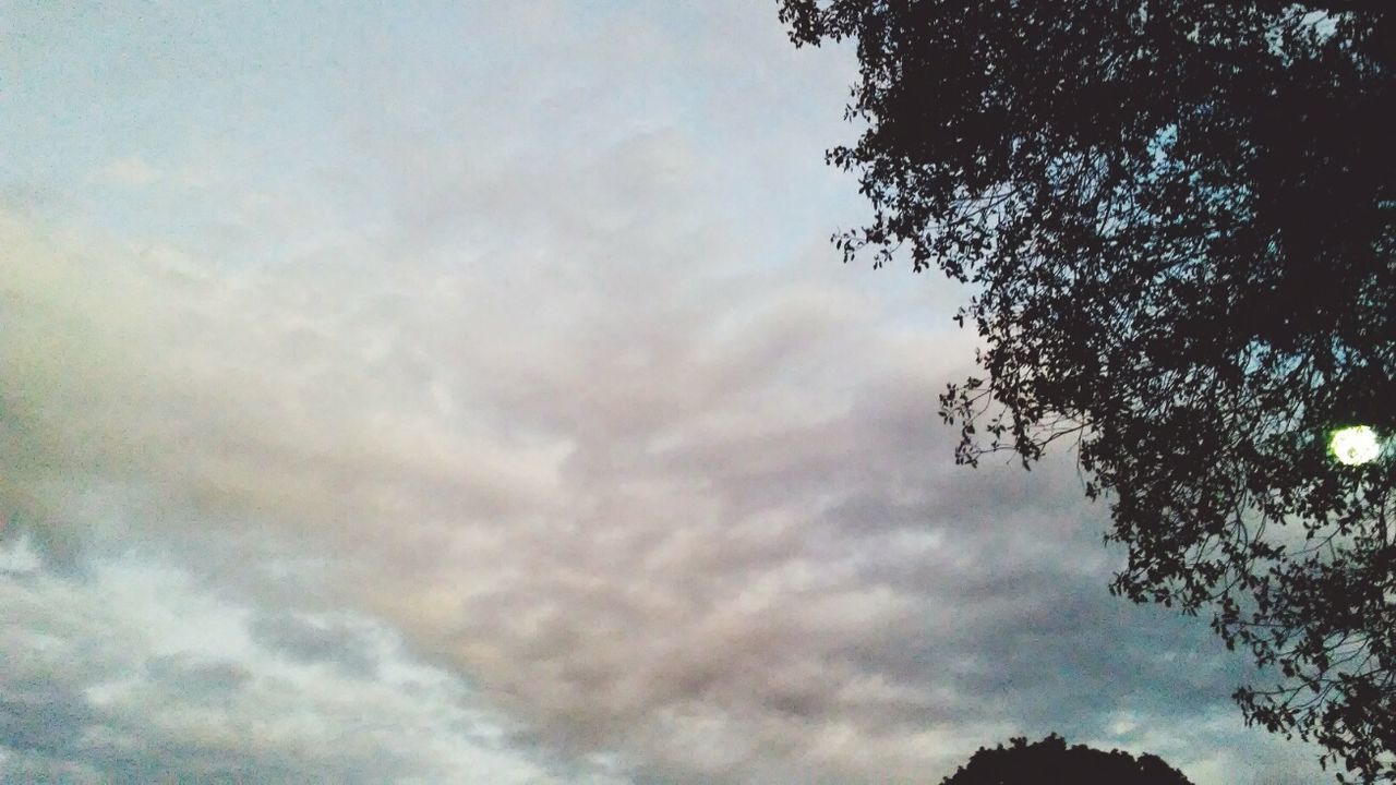 cloud - sky, sky, tree, plant, low angle view, nature, beauty in nature, tranquility, no people, day, scenics - nature, silhouette, outdoors, tranquil scene, growth, treetop, branch, rainbow, idyllic