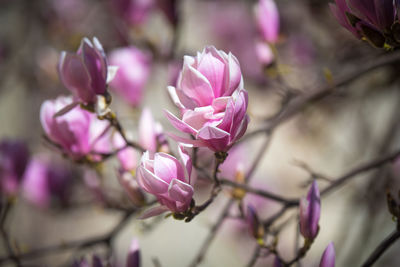 Close-up of pink flowers