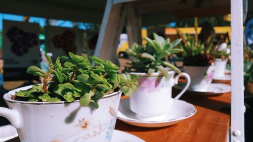 Close-up of plants in plate on table