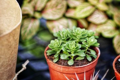 High angle view of potted plant