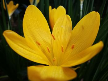 Close-up of yellow flower