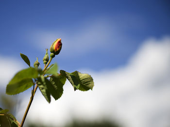 Low angle view of plant against sky