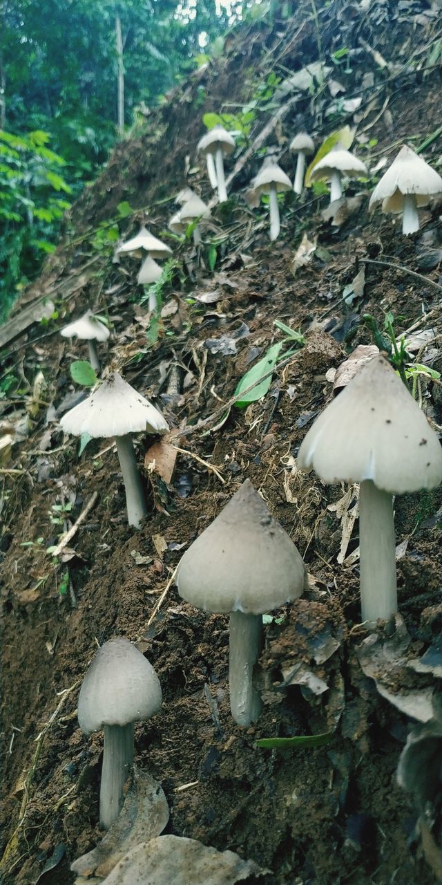 CLOSE-UP OF MUSHROOM GROWING ON LAND