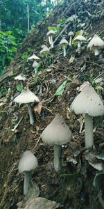 Close-up of mushroom growing on field