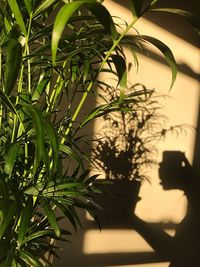 Close-up of potted plant