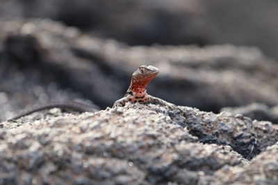 Lava lizard of galapagos