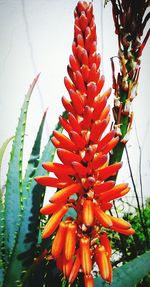 Close-up of red flowers