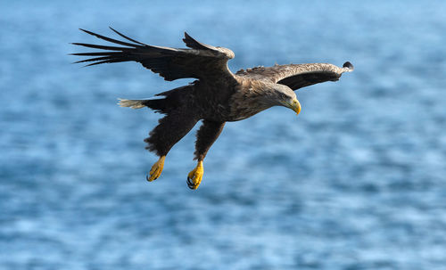 Close-up of seagull flying over sea