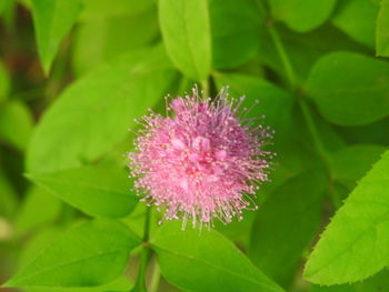 Close-up of pink flower