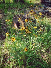 View of yellow flowering plants on field