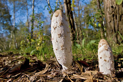 Close-up of tree trunk in forest