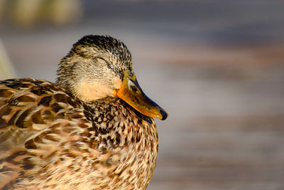 Close-up of a bird against blurred background