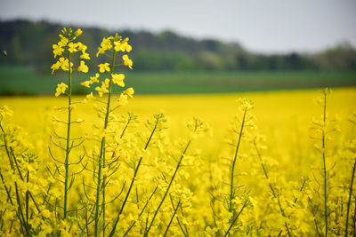 Scenic view of oilseed rape field