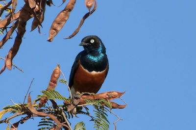 Low angle view of bird perching on branch against blue sky
