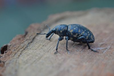 Close-up of insect