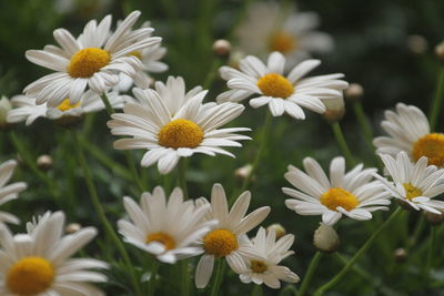 Close-up of white daisy flowers