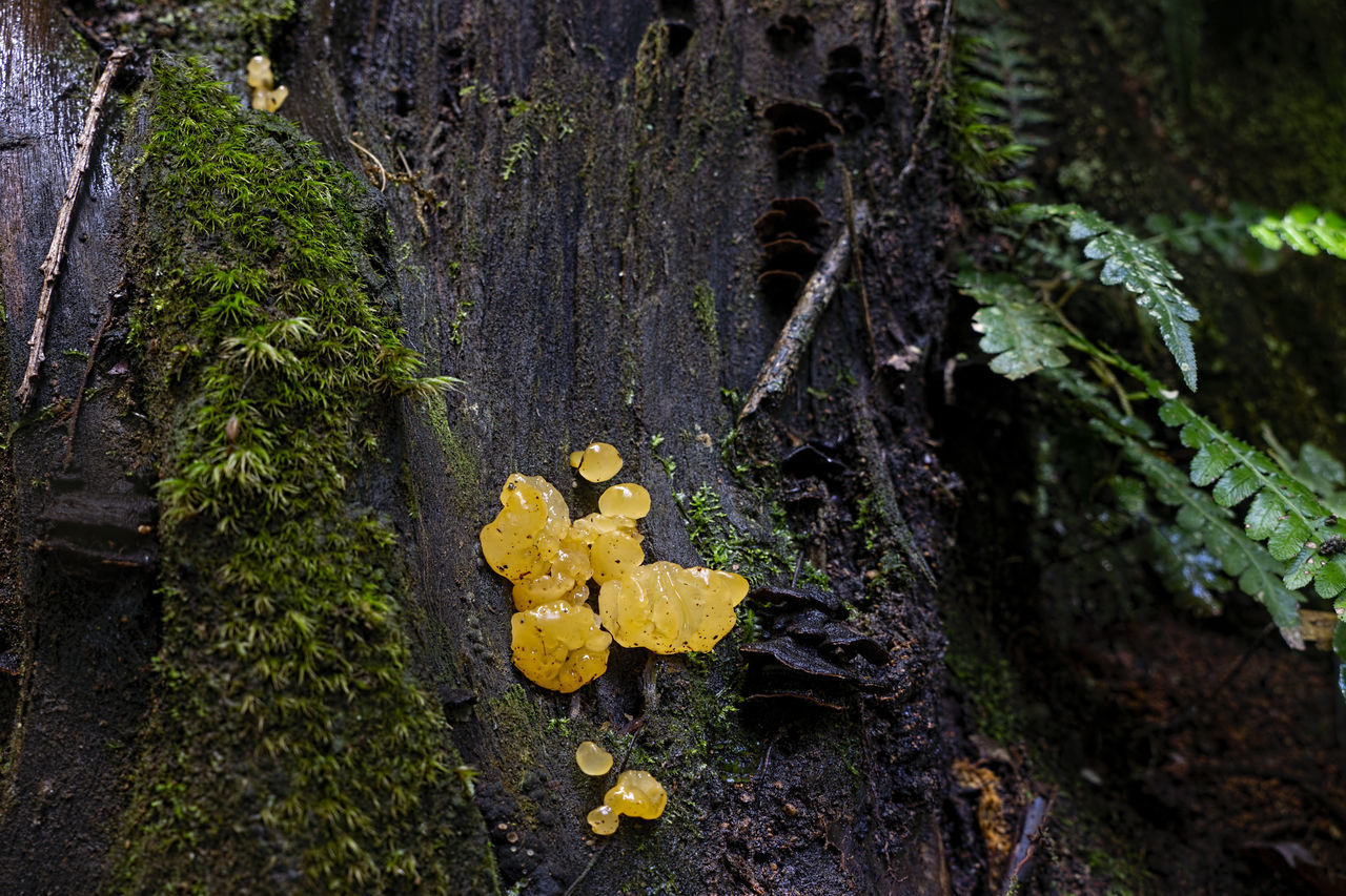 CLOSE-UP OF YELLOW MUSHROOM GROWING IN FOREST