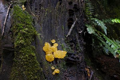 Close-up of yellow mushrooms growing on tree trunk