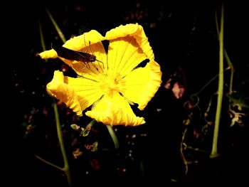 Close-up of yellow flowers blooming at night