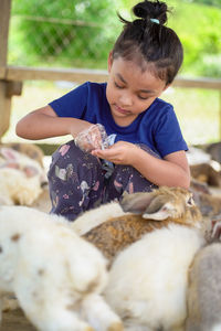 Girl feeding rabbits in pen