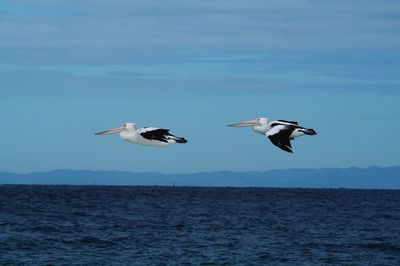 Side view of pelicans flying over sea against sky