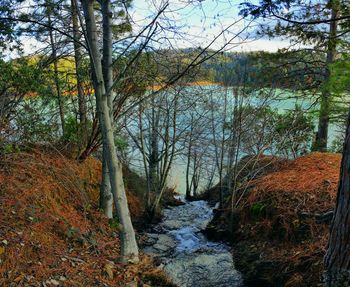 River flowing through forest
