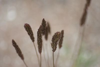 Close-up of plant