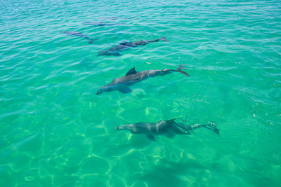 Fish swimming in sea