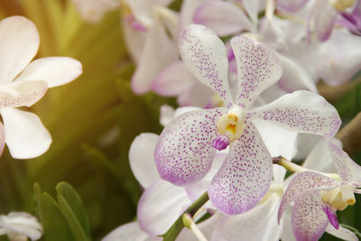 Close-up of white flowering plant