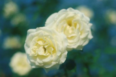 Close-up of white rose blooming in park